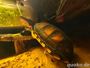 Wasserschildkröte Kinosternon Leucostomum 