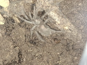 Lasiodora parahybana 