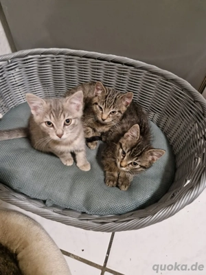 Europäisch Kurzhaar