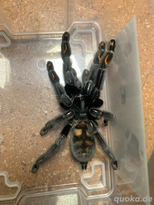 Psalmopoeus irminia