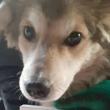 Bosse P im Wachstum   Zarte Maus Bild 6