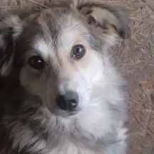 Bosse P im Wachstum   Zarte Maus