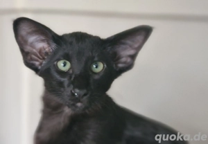 Siamesen, Orientalen Langhaar und Kurzhaar kitten 