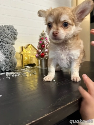 chihuahua Husky welpen