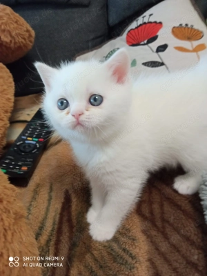 BKH Kitten Rosenheim 