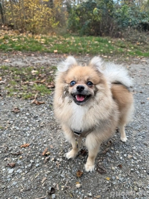 Pomeranian-Rüde (8 Monate) in liebevolle Hände abzugeben