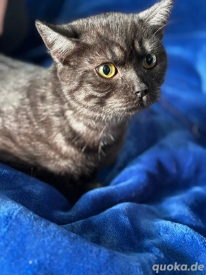 BKH Kater sucht liebevolles neues zuhause.