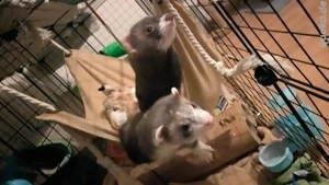 2 Frettchen abzugeben - nur in erfahrene Hände