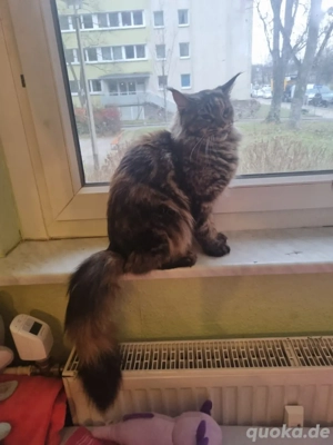 XXL Maine Coon Katze 