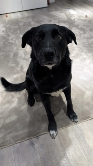 Bordercollie Labrador Mix