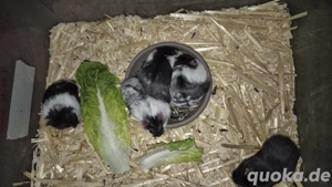 Weibchen Campbell Zwerghamster 