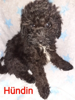  Zwergpudel   Kleinpudel