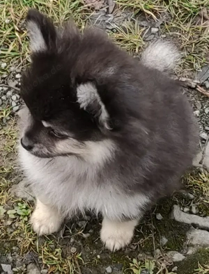Süßer PomChi's Rüde sucht ein liebevolles Heim.