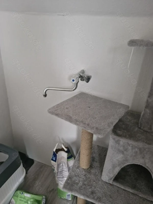 Europäische kurzhaar Hauskatze 