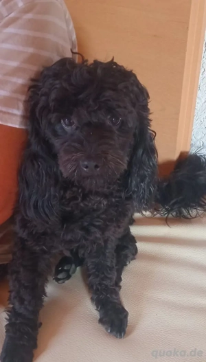 Zwergpudel -Rüde sucht neues Zuhause