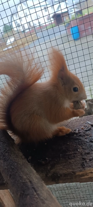 Eichhörnchen . Männchen zu verkaufen 