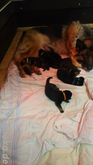 Schäferhundewelpen 