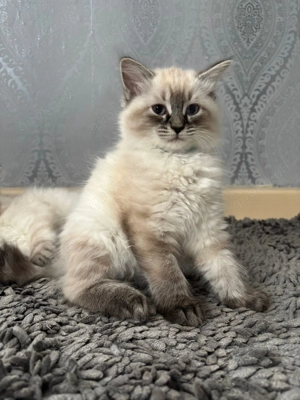 Ragdoll-Schwestern suchen liebevolles Zuhause