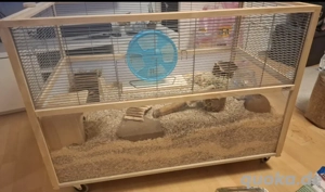 Artgerechtes Zuhause gesucht: Zwei Wüstenrennmaus-Weibchen inkl. großem Gehege