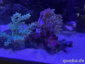 korallen meerwasser Lebendgestein Straußenkoralle Bäumchen