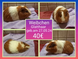  Weibchen und 1 Böckchen, Meerschweinchen Bild 2