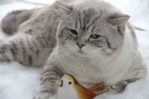 Erfahrener BKH Deckkater