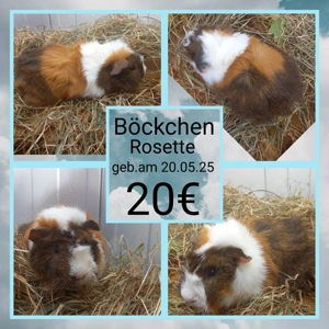  Weibchen und 1 Böckchen, Meerschweinchen Bild 4