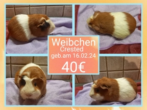  Weibchen und 1 Böckchen, Meerschweinchen Bild 3