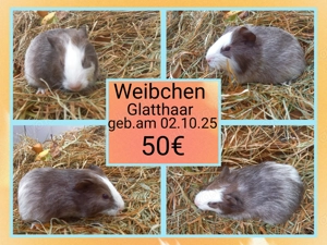  Weibchen und 1 Böckchen, Meerschweinchen Bild 5