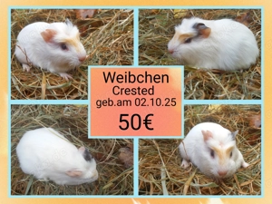  Weibchen und 1 Böckchen, Meerschweinchen Bild 7