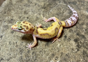 0,1 Leopardgeckos Cinnamon Stonewashed Bold Jungle Tremper Albino 