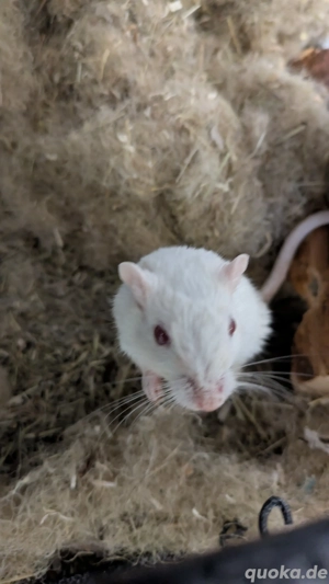 Mongolische Wüstenrennmäuse Rennmäuse Gerbils Maus Mäuse Rennmaus