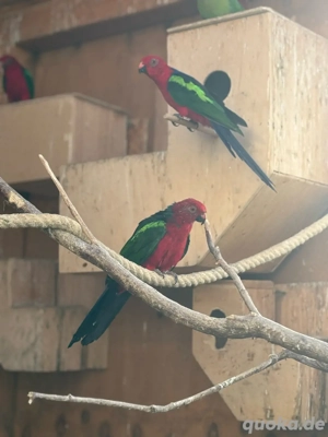 Grünfügel-Königssittiche