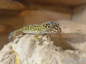 Leopardgeckos 1.2 mit Terrarium 