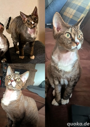 Devon Rex Kitten Kater - Schmusetiger abgabebereit mit Stammbaum 