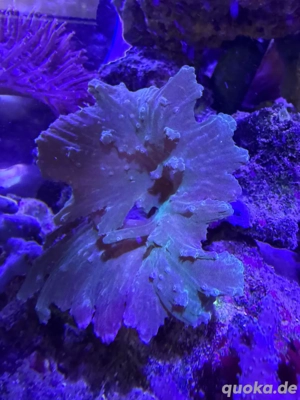 weichkoralle Ohrenleder Koralle Meerwasser