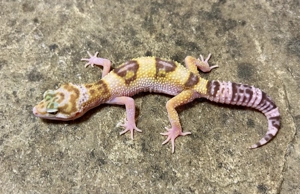 0,1 Leopardgecko Godzilla (Super) Giant Pastel Eclipse Tremper Albino 