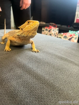 bartagame weibchen sucht ein liebes zuhause 