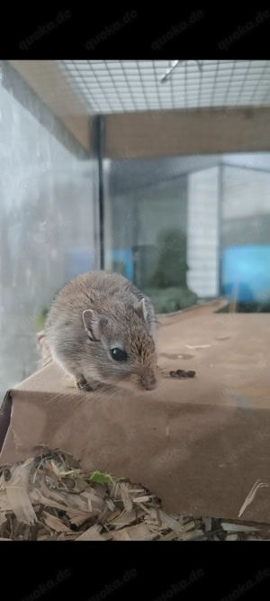 Süßer Rennmausbock sucht neues, liebevolles Zuhause   