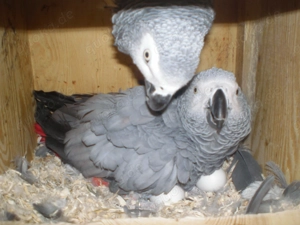 Graupapagei abzugeben, zahm