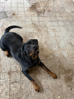 Rottweiler-Hündin sucht dringend neues Zuhause Bild 4