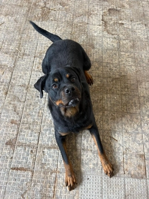 Rottweiler-Hündin sucht dringend neues Zuhause Bild 5