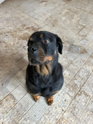 Rottweiler-Hündin sucht dringend neues Zuhause Bild 3