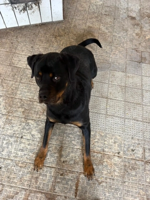 Rottweiler-Hündin sucht dringend neues Zuhause