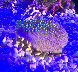 Grüne Pilzlederkoralle Meerwasser