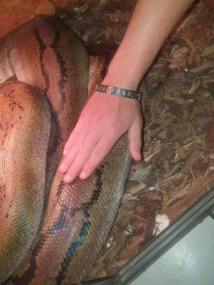 Netzpython 1.0 4 jahre Bild 3