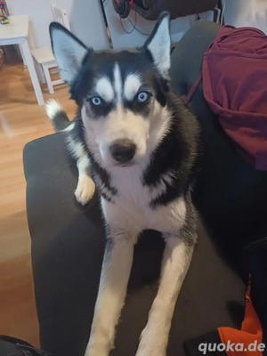 Husky Hündin 