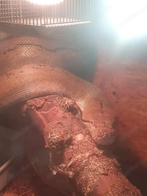 Netzpython abzugeben 