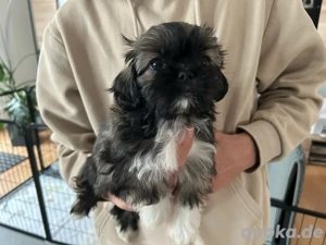 ShihTzu Mix Welpen