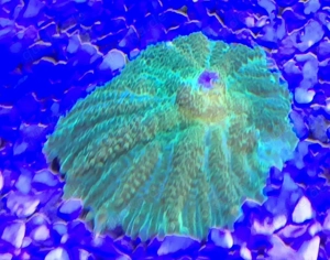 Grüne Scheibenanemonen Meerwasser